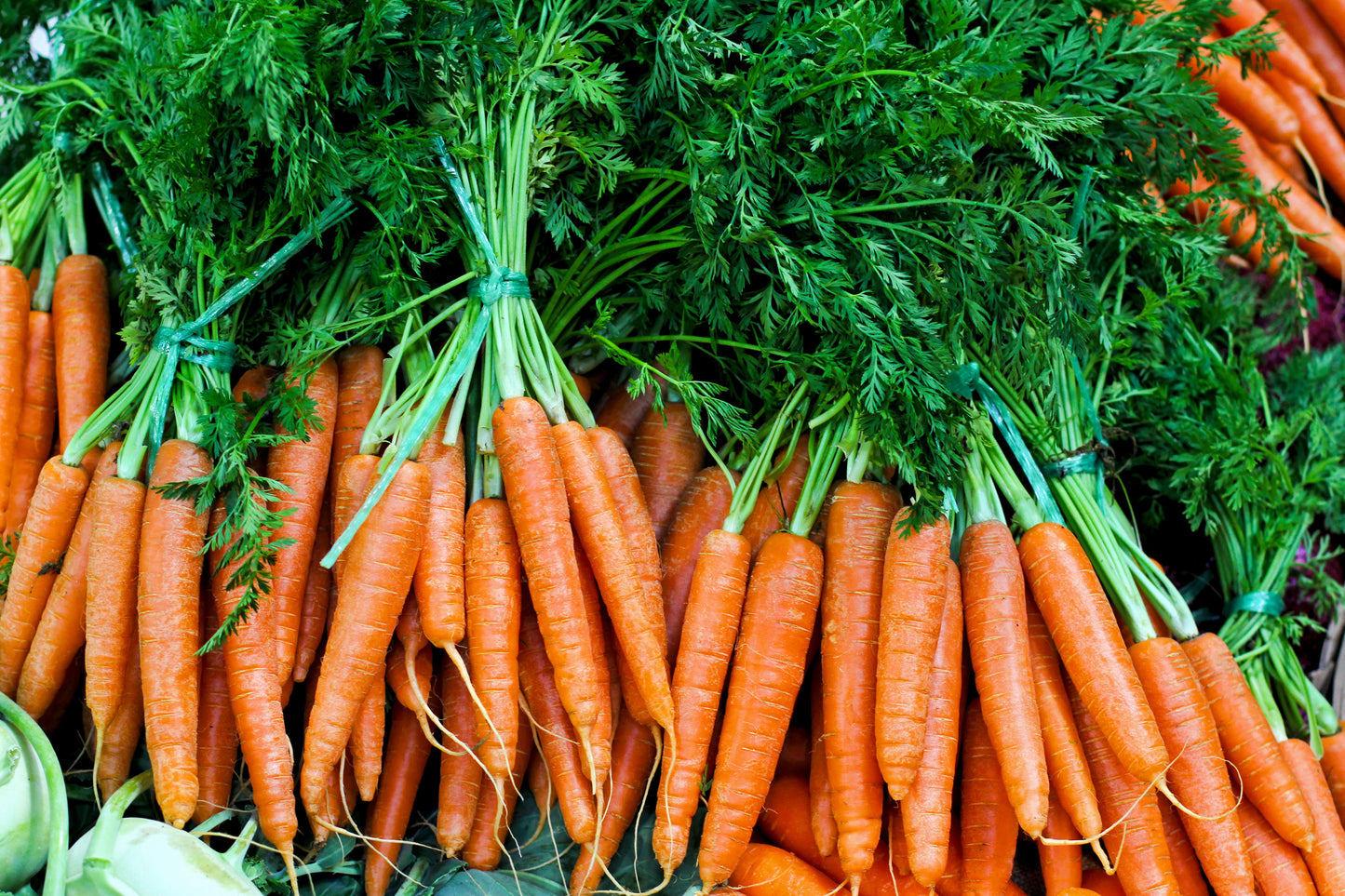 Carrot Jumbo - Bag of 25 lbs.