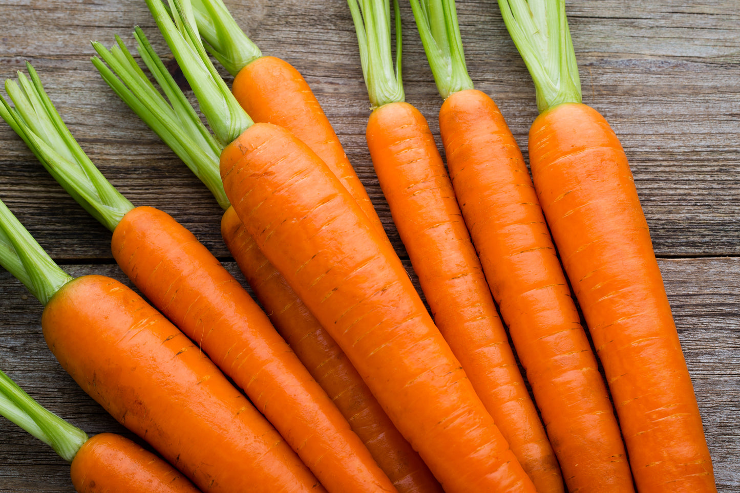 Carrot Jumbo - Bag of 25 lbs.