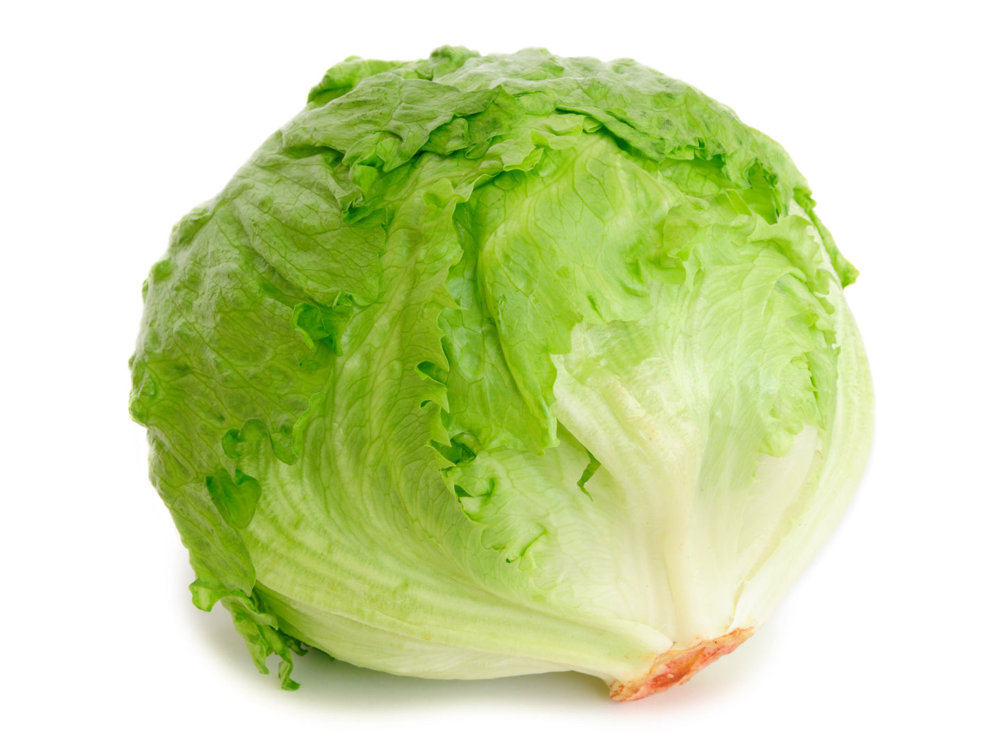 Iceberg Lettuce - Case w/24 Cts