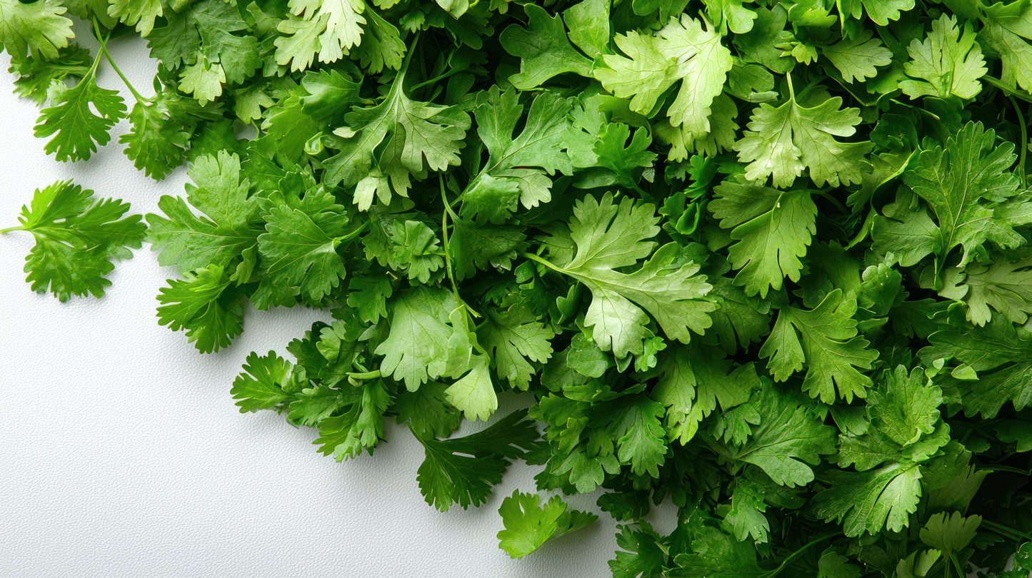 Cilantro Fresh - Case w/60 Bunches