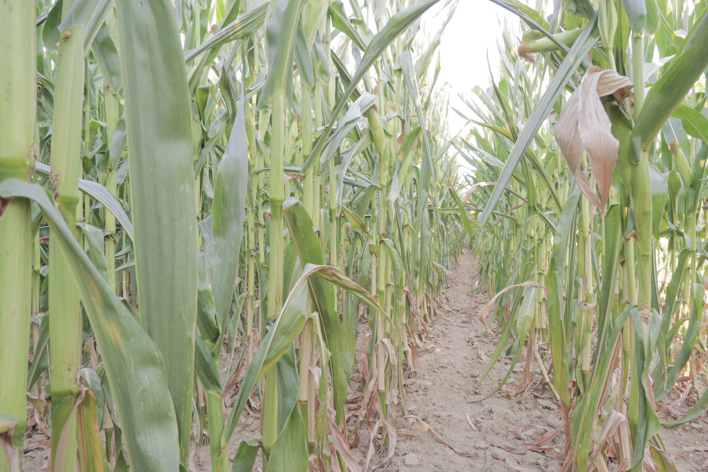 Fresh White Corn