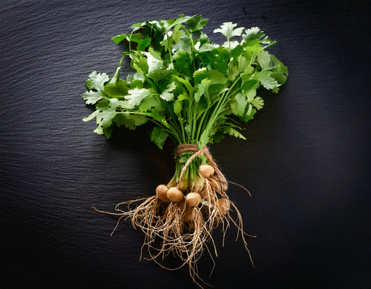 Jicama