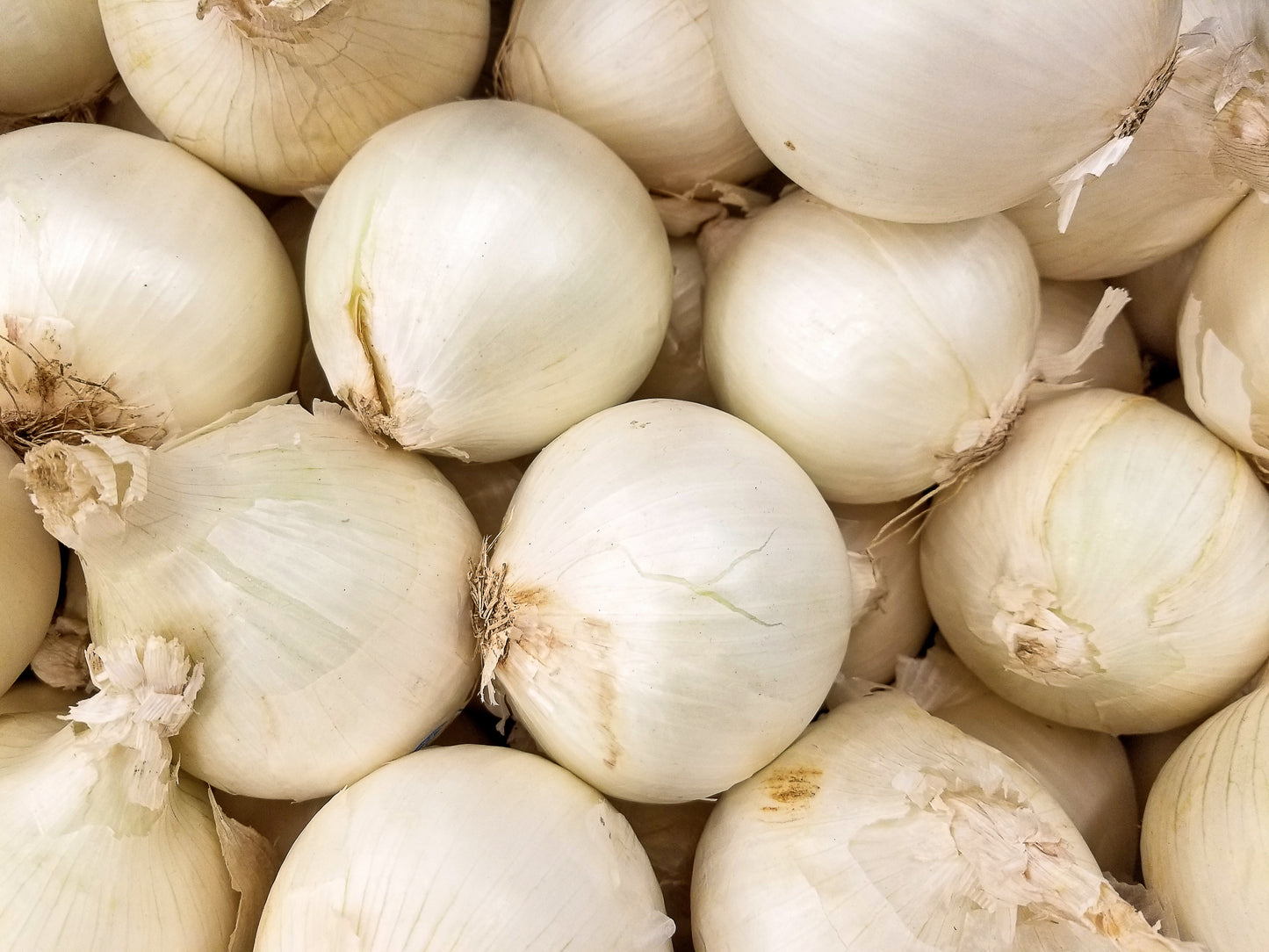 White Onion Jumbo - Bag of 50 lbs.