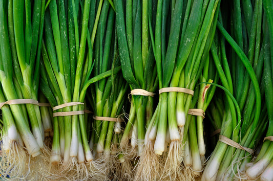 Green Onion - Cebollita Mexicana - 24 Bunches