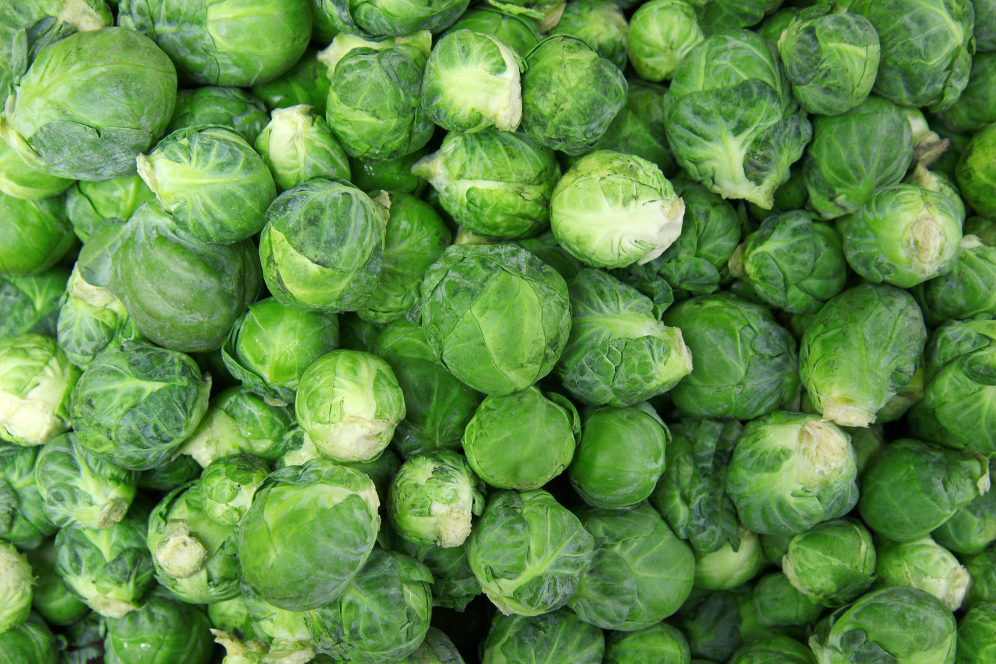 Brussels Sprouts - Large 25 lbs.