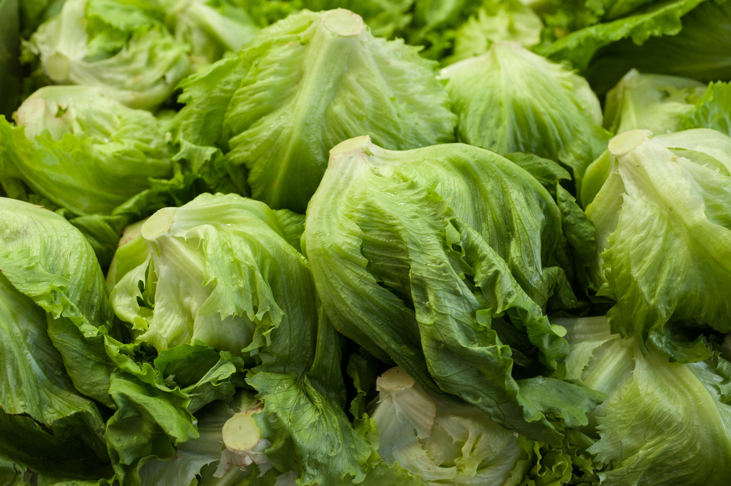 Iceberg Lettuce - Case w/24 Cts