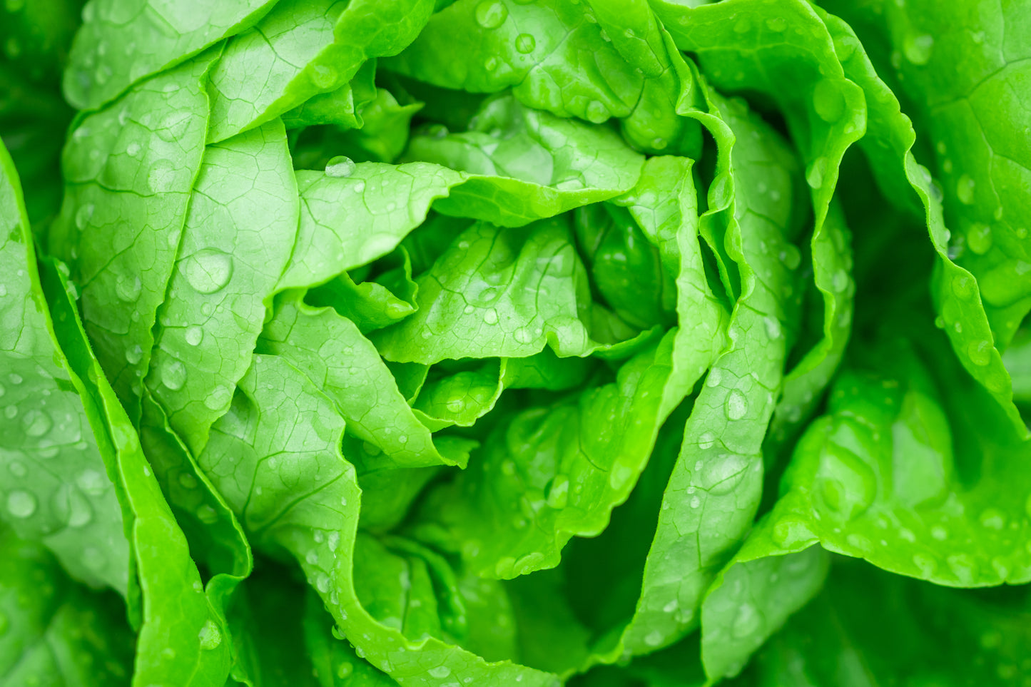 Iceberg Lettuce - Case w/24 Cts