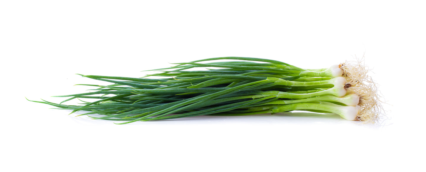 Green Onion - Cebollita Mexicana - 24 Bunches