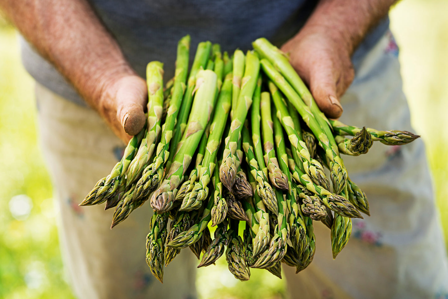 Asparagus Standard Grass Size 11lbs