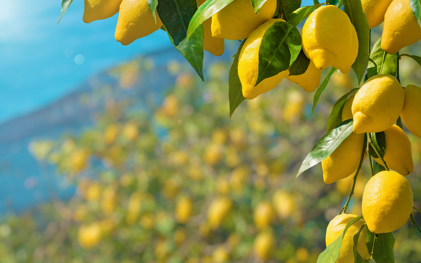 Lemon - 38 lbs - 115 Cts