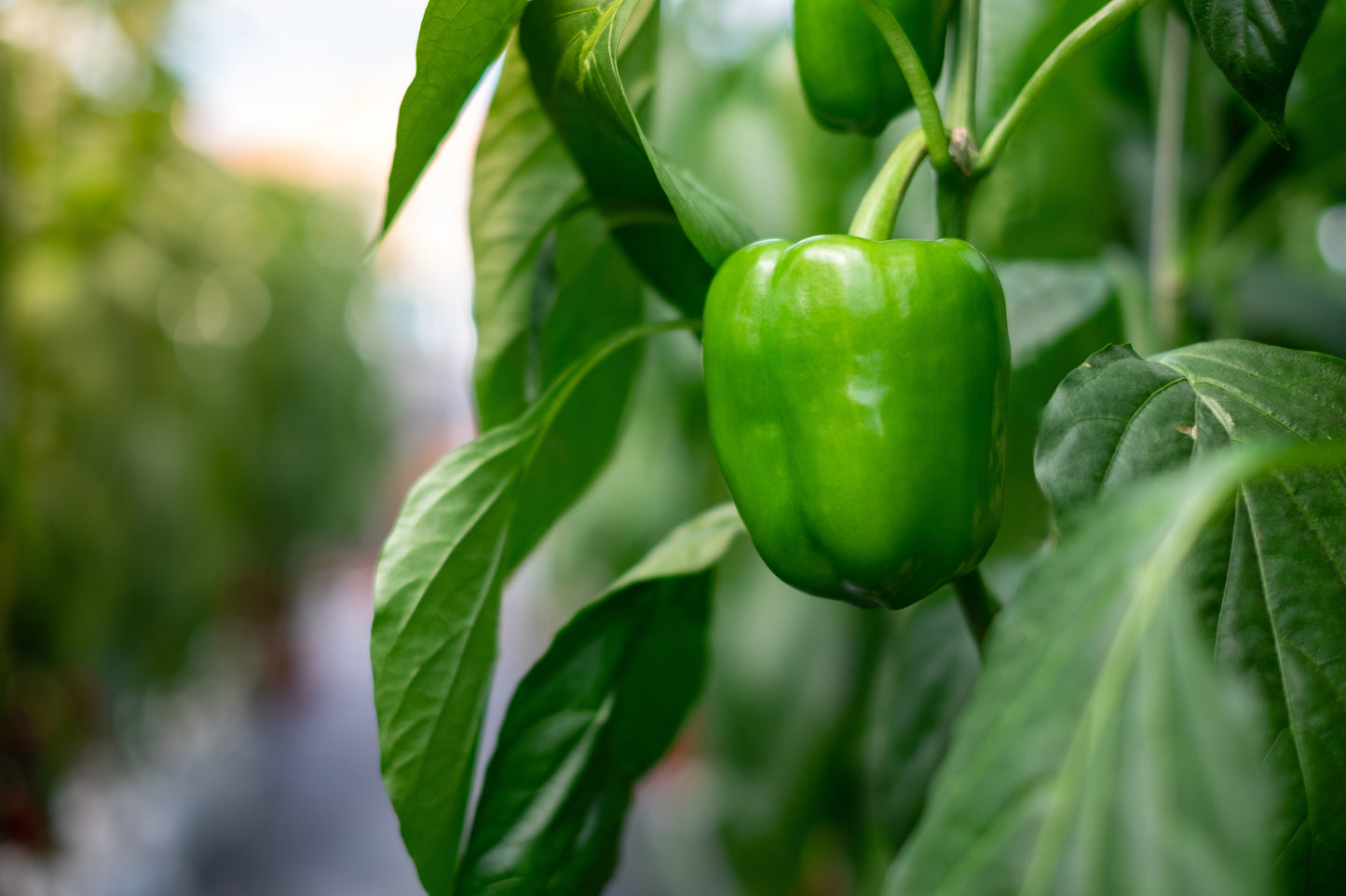 Green Bell Pepper - Case of 20 lbs.