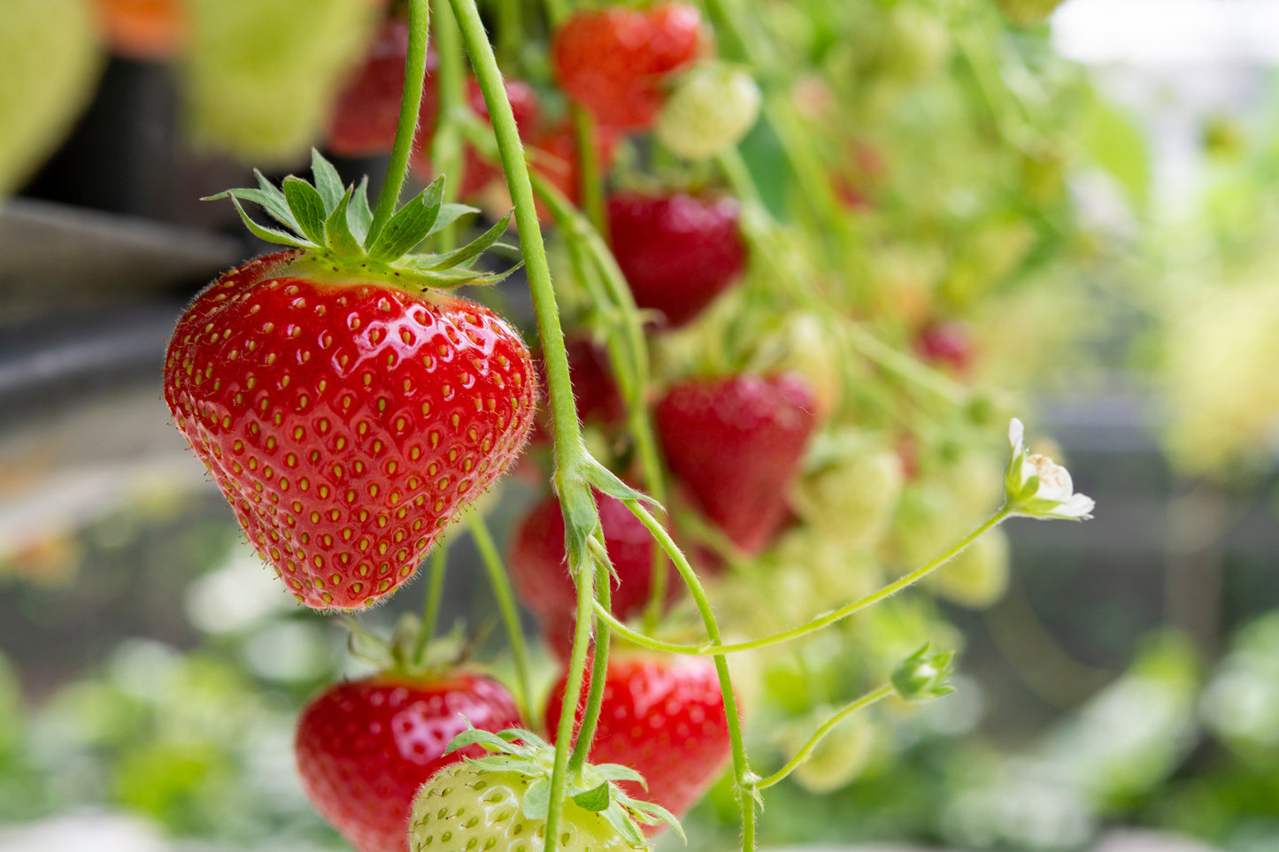Strawberries Case 4 packs of 2 lbs ea.