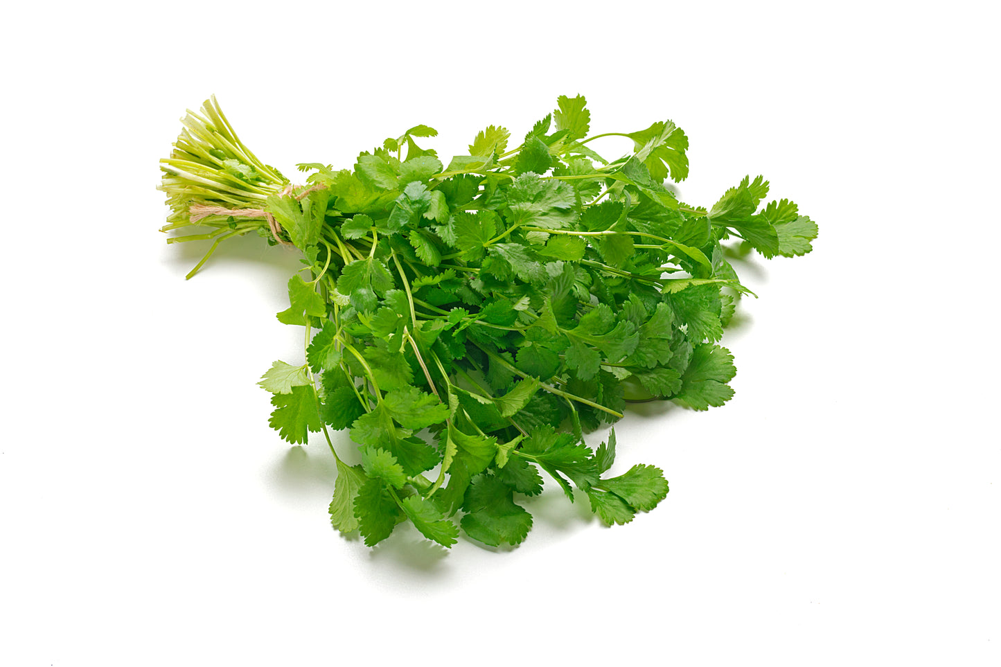 Cilantro Fresh - Case w/60 Bunches