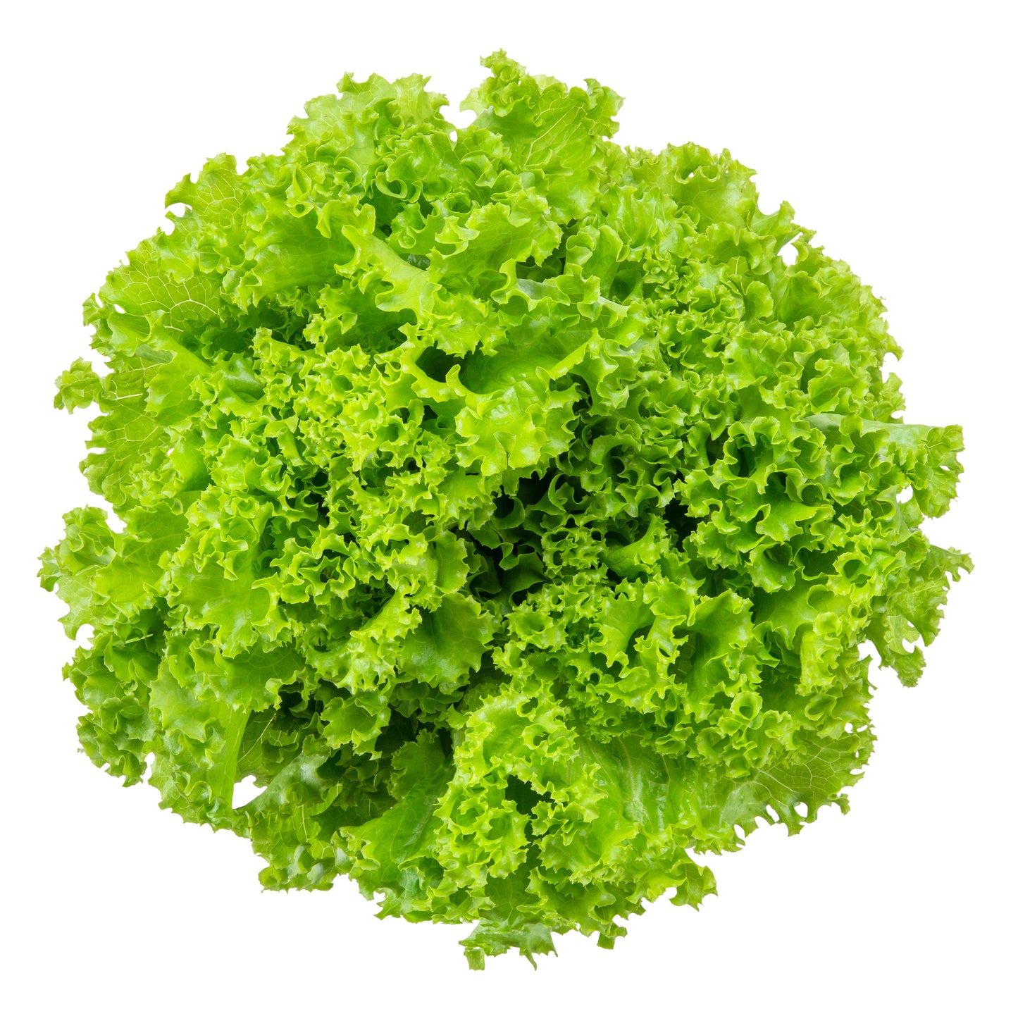 Iceberg Lettuce - Case w/24 Cts