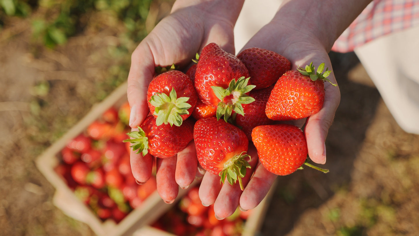 Strawberries Case 4 packs of 2 lbs ea.