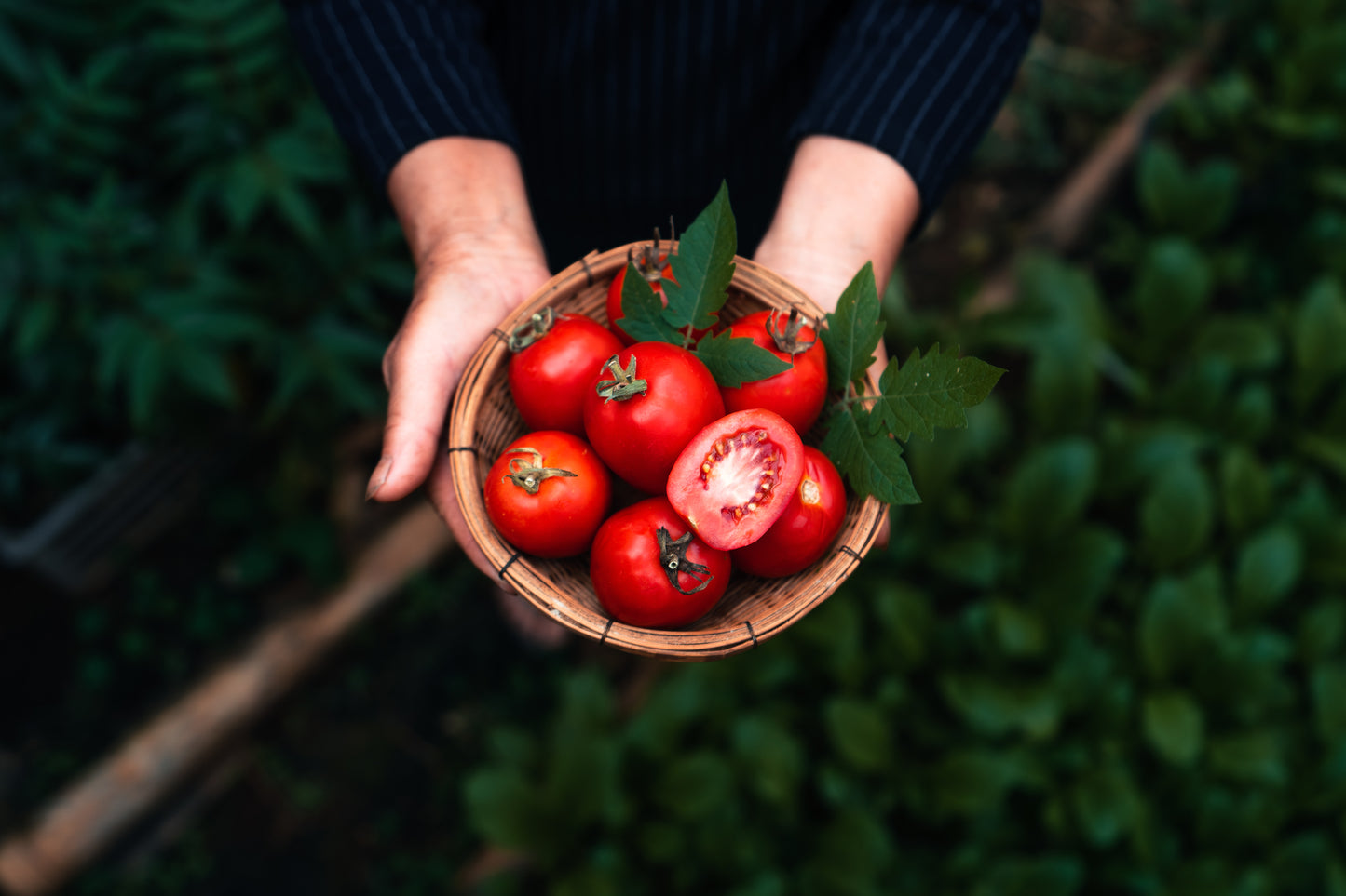 Cherry Tomato - Case of 12 Boxes.