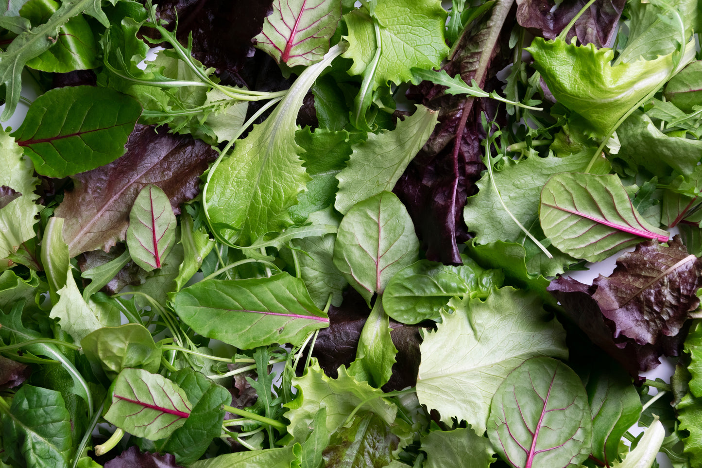 Spring Mix Salad - Case with a bag of 3 lbs.