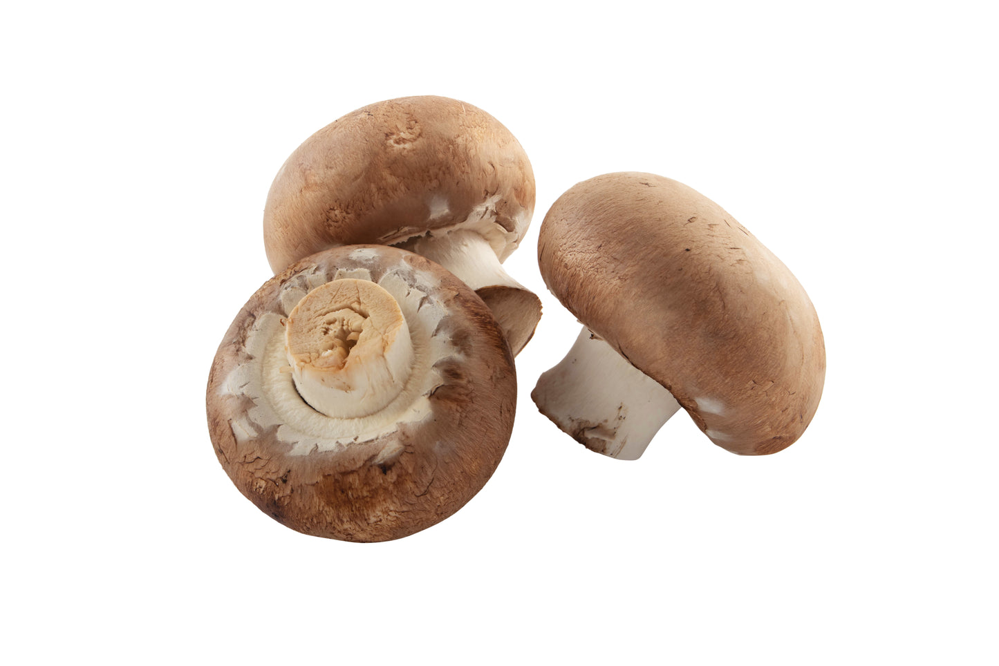 Mushroom - Medium Case of 10 lbs.