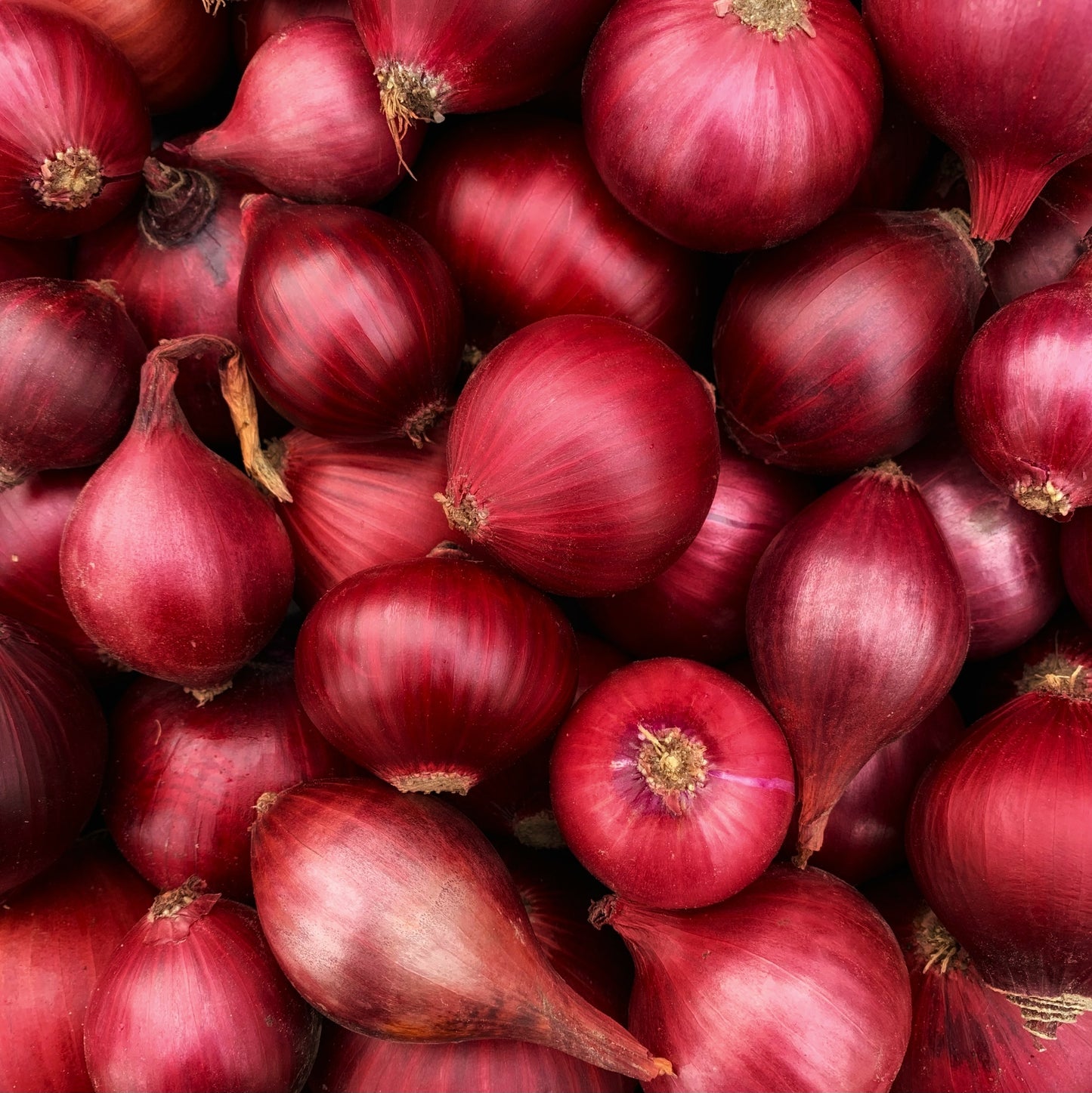 Red Onion - Bag of 25 lbs.