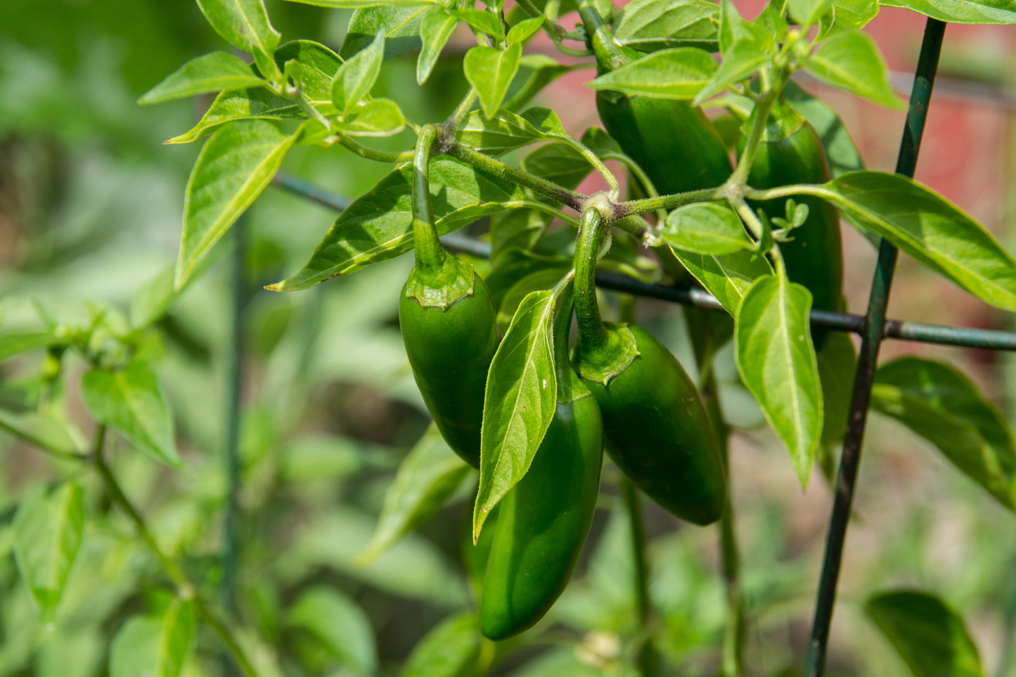 Jalapeno - Chile Jalapeno