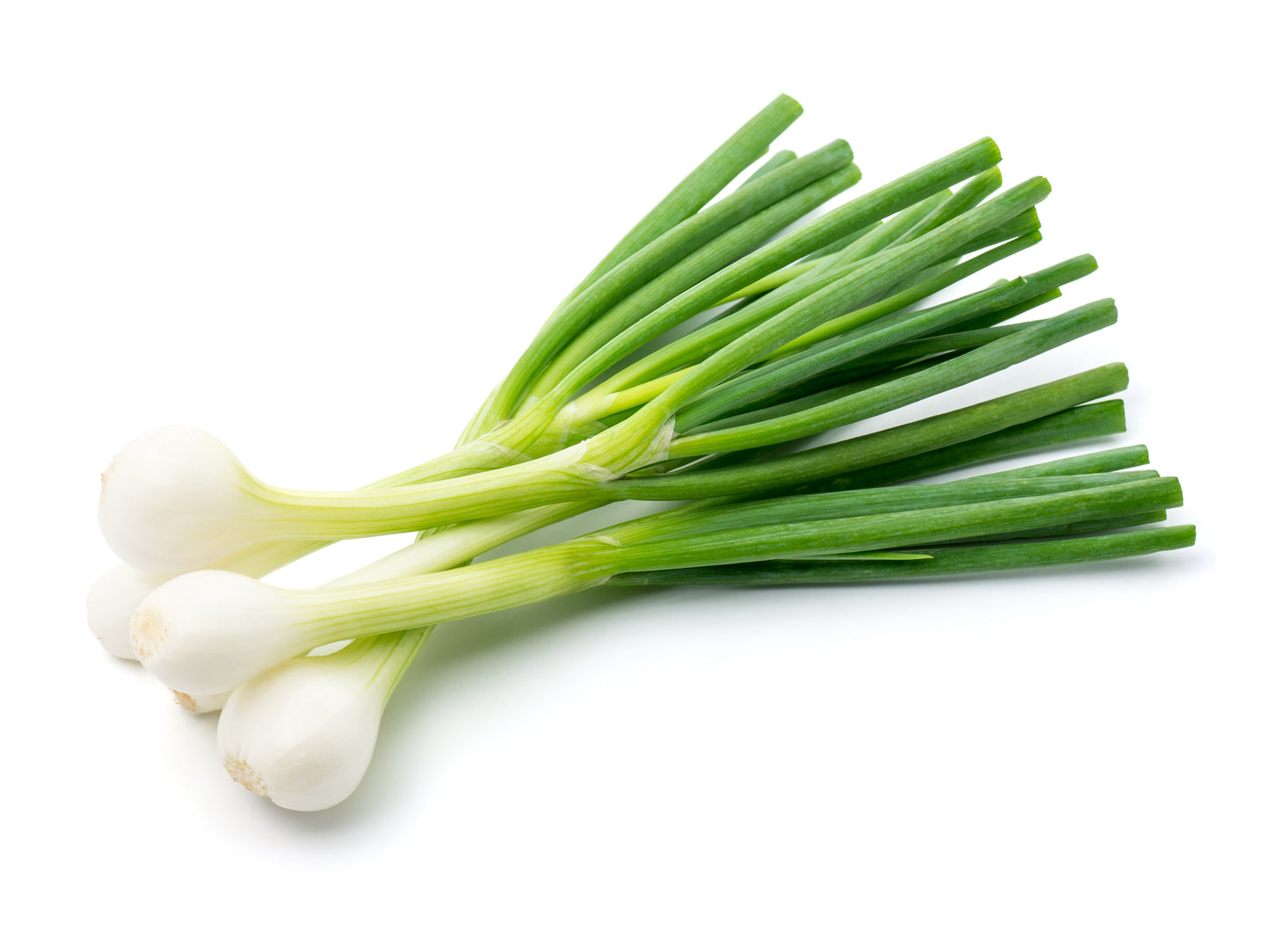 Green Onion - Cebollita Mexicana - 24 Bunches