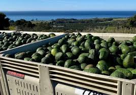 Avocados from Mexico 48´s