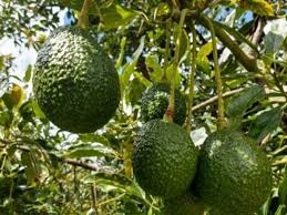 Avocados from Mexico 48´s